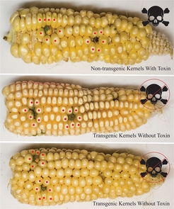 These corn cobs show the sites where they were infected with Aspergillus fungus. Although non-transgenic and transgenic kernels showed evidence of equal infection, the transgenics accumulated no toxin. Red dots mark the kernels harvested by the researchers to then determine toxin levels. (Photo: Monica Schmidt)
These corn cobs show the sites where they were infected with Aspergillus fungus. Although non-transgenic and transgenic kernels showed evidence of equal infection, the transgenics accumulated no toxin. Red dots mark the kernels harvested by the researchers to then determine toxin levels. (Photo: Monica Schmidt)